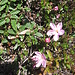 Rhodothamnus chamaecistus (L.) Rchb.    
Ericaceae

Rododendro cistino.
Rhodothamne ciste nain.
Zwerg-Alpenrose.
