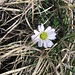Callianthenum kerneranum Freyn.   
Ranunculaceae

Ranuncolo di Kerner.
Callianthème de Kerner.
Kerner Schmukblume.