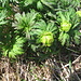 Trollius europeaeus L.    
Ranunculaceae

Botton d'oro.
Trolle d'Europe.
Europäische Trollblume.