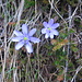 Scilla bifolia L.   
Asparagaceae (Liliaceae p.p.)

Scilla silvestre.
Scille à deux feuilles.
Zweiblättrige Blaustern.
