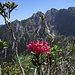Alpenrosenblüte / Fioritura dei rododrendi