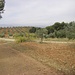 Hier sind wir schon am Friedhof vorbei und laufen an Olivenplantagen vorbei