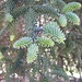 Die Igeltanne, ein endemischer Nadelbaum
