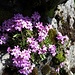Leberbalsam (Erinus alpinus)