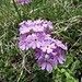 Mehl-Primel (Primula farinosa)
