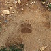 Bear tracks