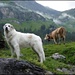 Miss Schweiz, 1. und 2. Platz (unterhalb Bundalp).<br /><br />Mein Thread mit vielen Infos über meine Berghunde unter<br />www.flickr.com/photos/von-marazzi/3086484807/in/set-72157610685320928/<br />