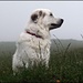 Das ist Roziann, mein älterer und bergerfahrener Hund (diesmal nur hochgeladen für mein neues Benutzerbild).