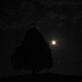 selbst die Silhouette des Baumes kommt im Mondlicht zur Geltung