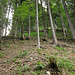 Westgrat Üntschen: Zuerst im Wald -- sehr, sehr steil!