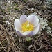 Frühlings-Anemone I