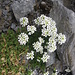 Pritzelago alpina subsp.brevicaulis (Spreng.) Greuter & Burdet   <br />Brassicaceae<br /><br />Iberidella minima.<br />Cresson des chamois a tige courte.<br />Kurzstenliches Gämskresse.