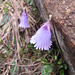 Soldanella pusilla Baumg.<br />Primulaceae<br /><br />Soldanella della silice.<br />Petite soldanelle.<br />Kleines Alpengloeckhen.