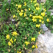 Lotus alpinus (DC.) Ramond   <br />Fabaceae<br /><br />Ginestrino delle Alpi.<br />Lotier des Alpes.<br />Alpen-Hornklee.
