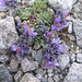 Linaria alpina (L.) Mill. s.str.   <br />Plantaginaceae (Scrophulariaceae p.p.)<br /><br />Linaria alpina.<br />Linaire des Alpes.<br />Alpen-Leinkraut.