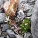 Saxifraga stellaris L.<br />Saxifragaceae<br /><br />Sassifraga stellata.<br />Saxifrage étoilée.<br />Sternblütiger Steinbrech.