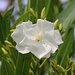 Blüten eines Oleander (Nerium oleander) am Flughafen von Split.