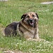 Der nette Hund vom Bauern in Glavaš war sehr entspannt als er auf uns Wandere traf. Er dachte wohl dass wir zu viel Fressen dabei hatten und etwas für ihn dabei haben. Bei andere Quellen habe ich gelesen dass einer der Hunde aus Glavaš manchmal teilweise oder gar bis zum Gipfel der Dinara mitwandert.