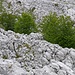 Etwa 300m unterhalb des Gipfels wandert man oberhaln des felsigen Tälchens Jurića Draga vorbei. Interessanterweise wachsen hier aus kleinen Felslöchern Buchen (Fagus sylvatica)!