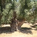 Eindrucksvolle Olivenbäume am Rande von Plakias