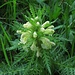 Beblättertes Läusekraut (Pedicularis foliosa)