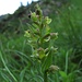 Noch eine Grüne Hohlzunge (Coeloglossum viride), Orchidee