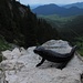Alpensalamander (Salamandra atra) 