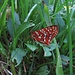 Schöner bunter, seltener Falter: (Euphydryas cynthia) Veilchen-Scheckenfalter<br /><br />Una farfalla molto bella, colorata e rara: Euphydryas cynthia