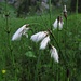Samen des / i semi del / Breitblättrigen Wollgrases (Eriophorum latifolium)