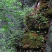 Aus dem bemoosten Stamm des noch lebenden Baumes wachsen kleine Fichtenbäumchen.<br /><br />Dal tronco coperto di muschio dell`acero ancora vivo, crescono piccoli arboscelli di abete rosso.