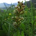 Grüne Hohlzunge (Coeloglossum viride), Orchidee