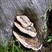 Baumpilze