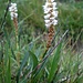 Knöllchen-Knöterich, Poligonum viviparum