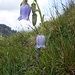 Bärtige Glockenblume, Campanula barbata