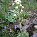 Trauben-Steinbrech, Saxifraga paniculata