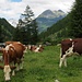 im Tal grasen die Kühe vor dem Stutennock