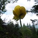 Trollblume - die gibts am Weg haufenweise