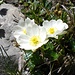 Alpen-Hahnenfuss, Ranunculus alpestris