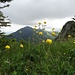 Trollblumen vor dem Kronberg