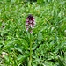 Schwärzliches Knabenkraut, Orchis ustulata