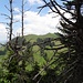 Sicht auf die Petersalp durch dürres Geäst