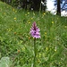 Geflecktes Knabenkraut, Dactylorhiza fuchsii