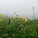 noch ein Blick auf die wunderschöne Blumenwiese. Kommen vor dem Nebel recht gut zur Geltung