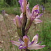 (Violetter) Dingel / Limodorum abortivum   / Flora Helv. 2945