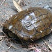 Überraschende Begegnung mit einer indonesischen Kampfschildkröte. Der Kopf hat sich gerade zum Nachdenken zurückgezogen.