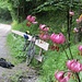 .. die stehen hier massenweise an der Strasse