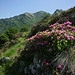Rododendro in fiore sul versante nord della dorsale sopra l'Alpe Cascinella