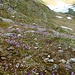 Oberhalb des Mittelsee 2427 Meter flächenweise starke Besiedlung von Alpenglöckchen (Soldanella alpina) in seinen zarten Farben.