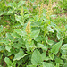Chenopodium bonus-enricus, spinacio selvatico<br />Fam. Chenopodiacee