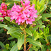 Rhododendron ferrugineum<br />Fam. Ericacee